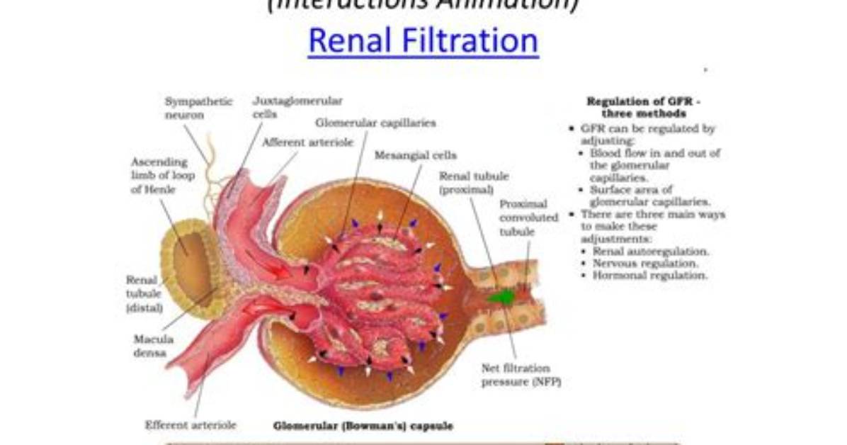 Which Opposes Glomerular Filtration?