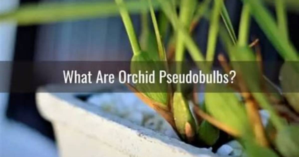 Which Orchids Have Pseudobulbs?
