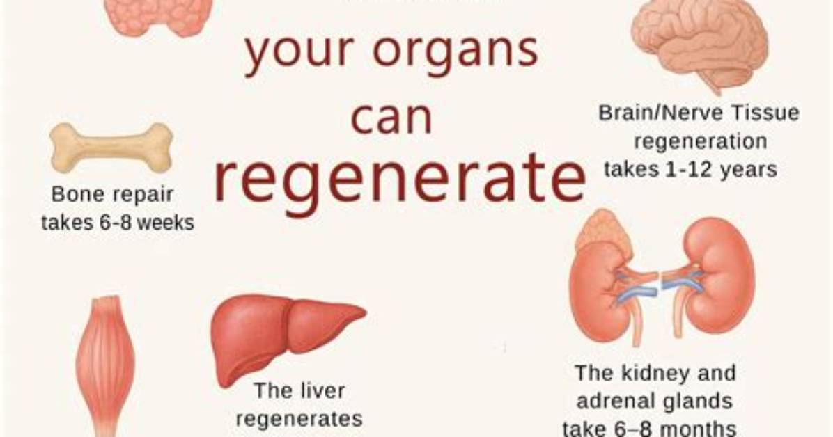 Which Organ Regrows Itself?