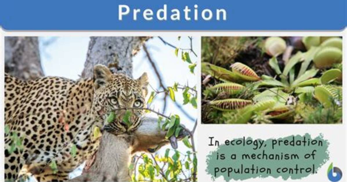 Which Organisms Shows Predation?