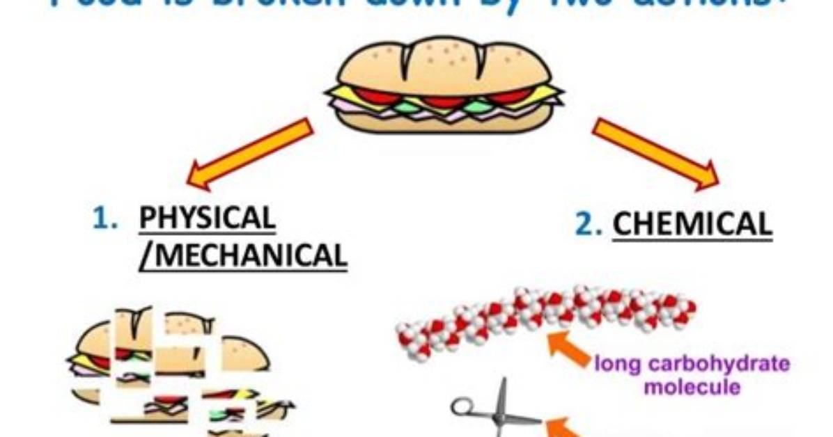 Which Organs Break Down Food Mechanically?
