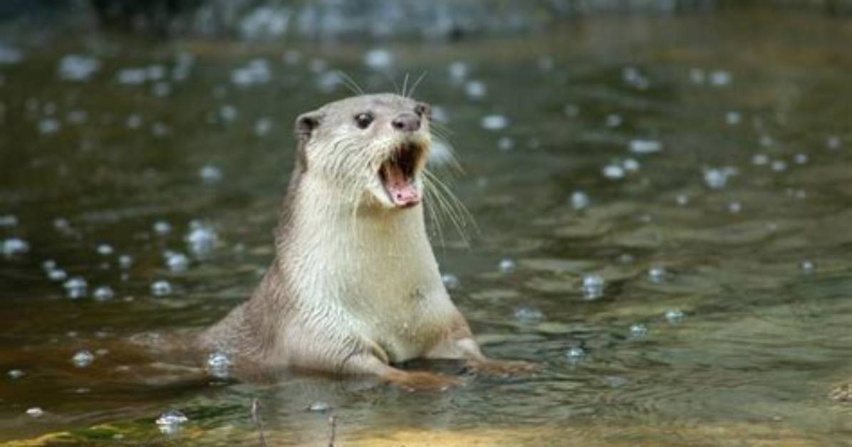 Which Otters Are Aggressive?
