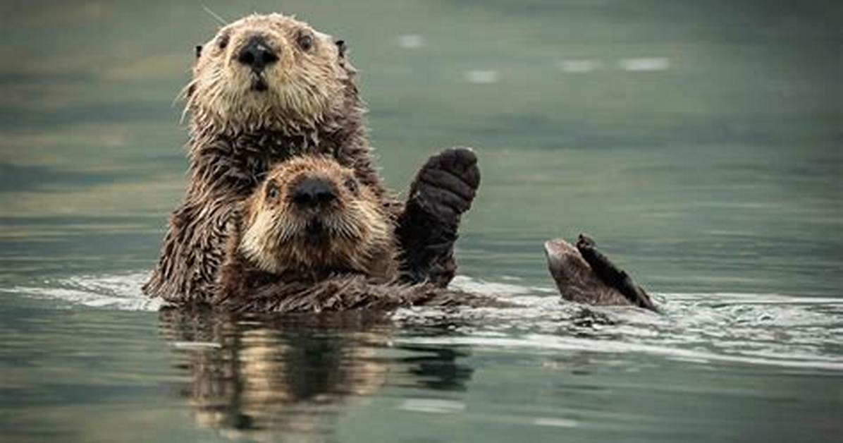 Which Otters Are Endangered?