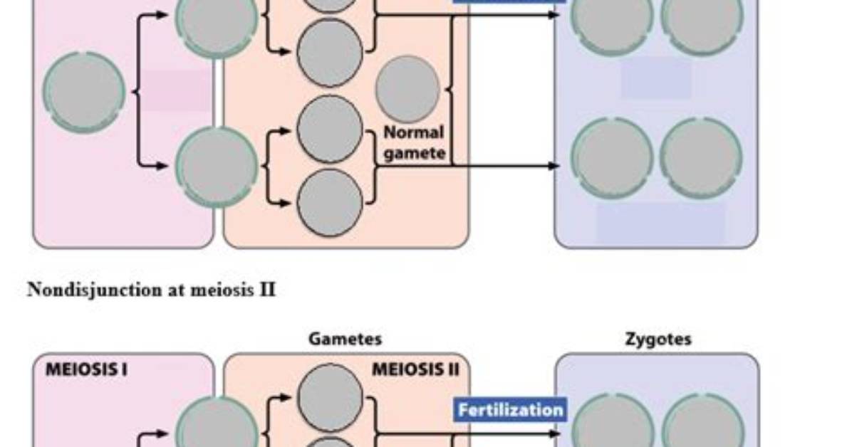Which Parent Did Nondisjunction Occur?