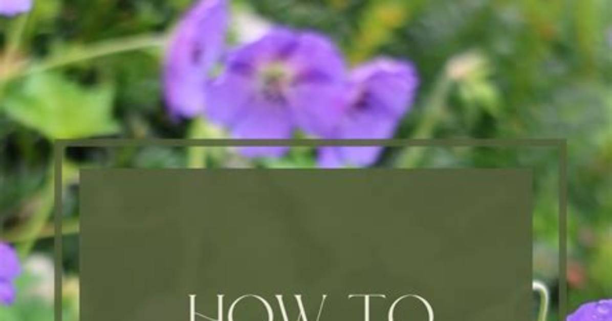 Which Perennials Can Be Divided?