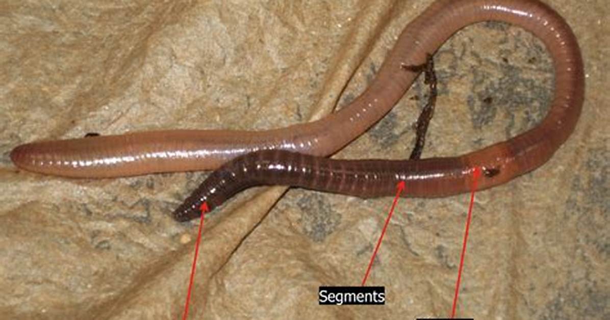 Which Phylum Does a Earthworm Belong to?