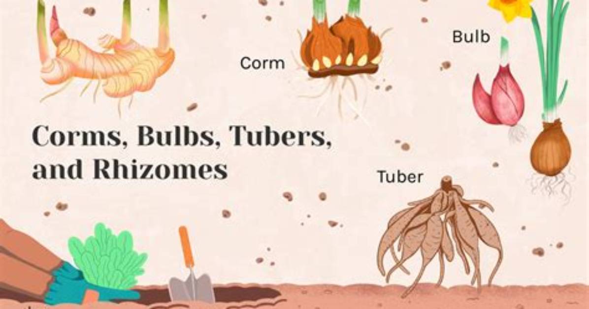 Which Plants Are Corms