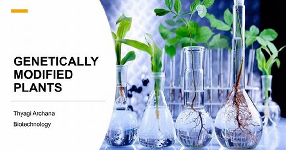 Which Plants Are Genetically Modified?
