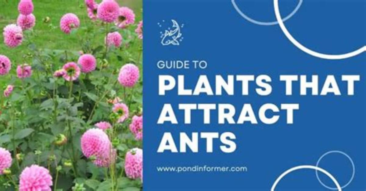 Which Plants Attract Ants
