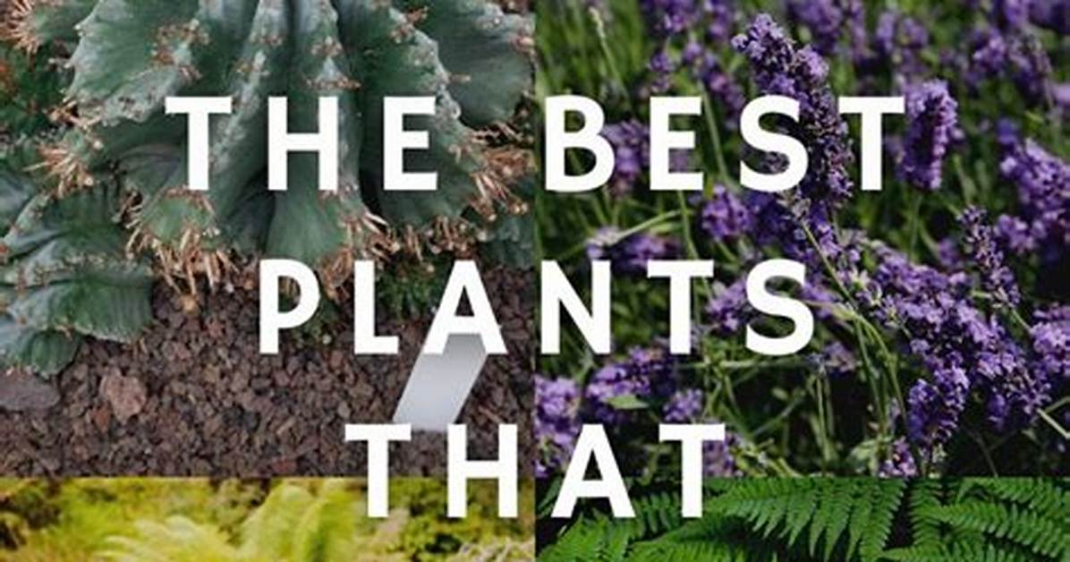 Which Plants Deter Slugs?