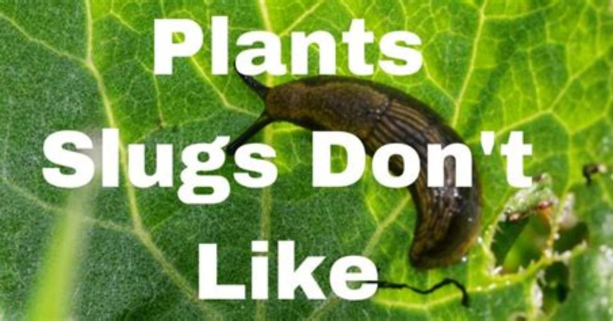 Which Plants Do Slugs Not Like?