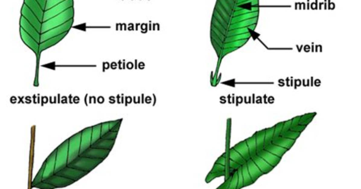 Which Plants Have Stipulate Leaves?
