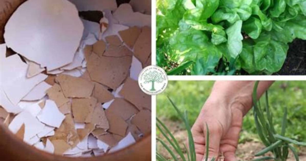 Which Plants Need Eggshells?