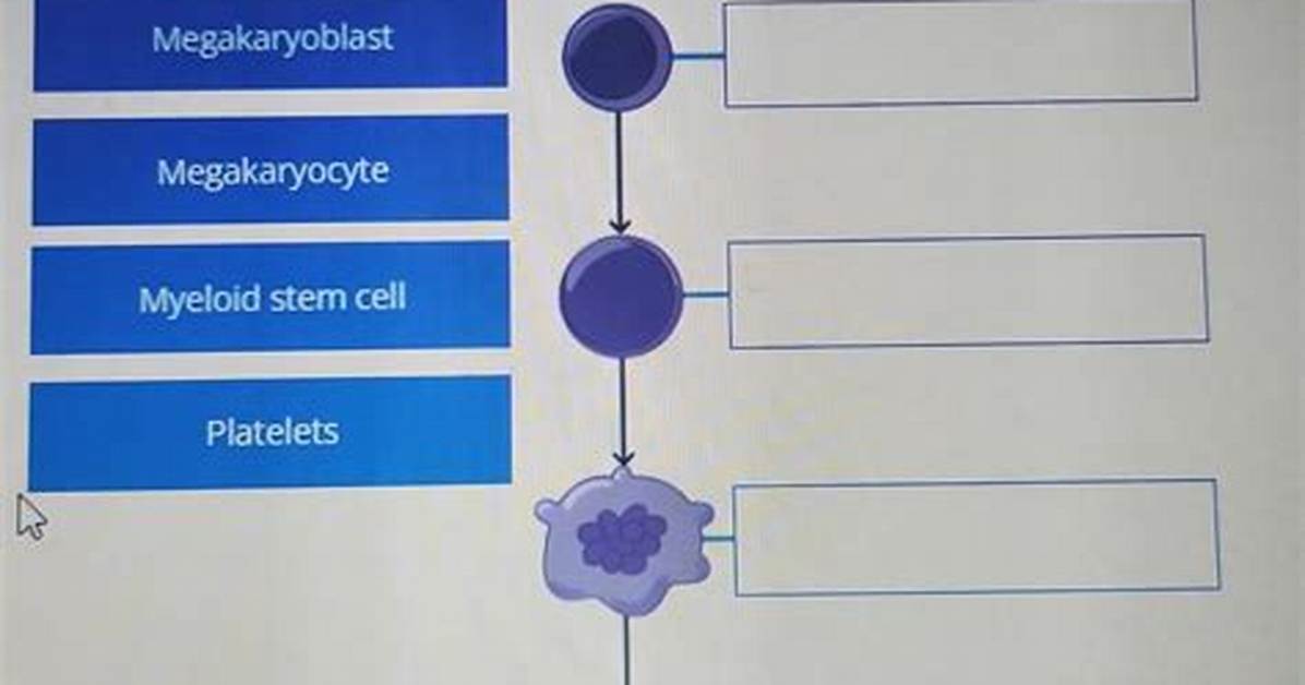 Which Platelets Are Produced?