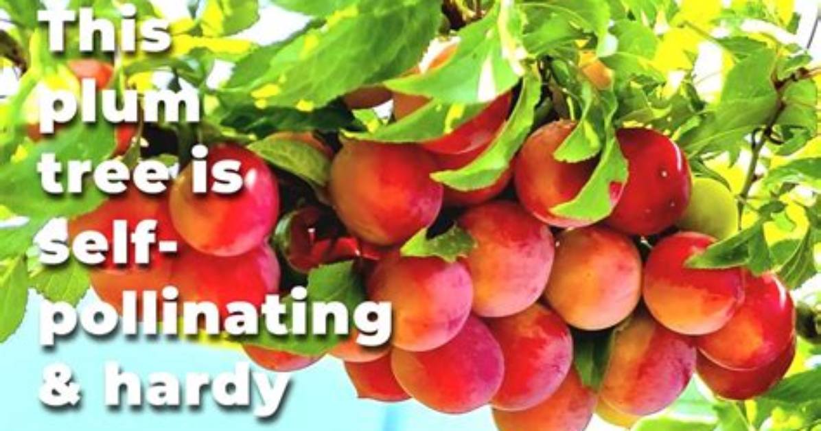 Which Plum Trees Are Self Pollinating?