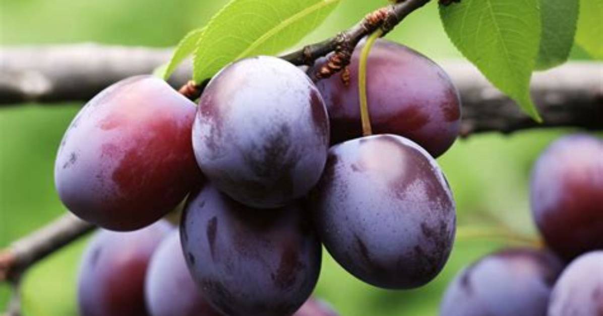 Which Plums Are Sweet