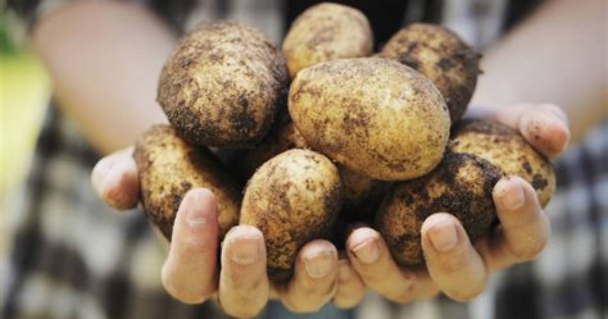 Which Potatoes Are Gmo