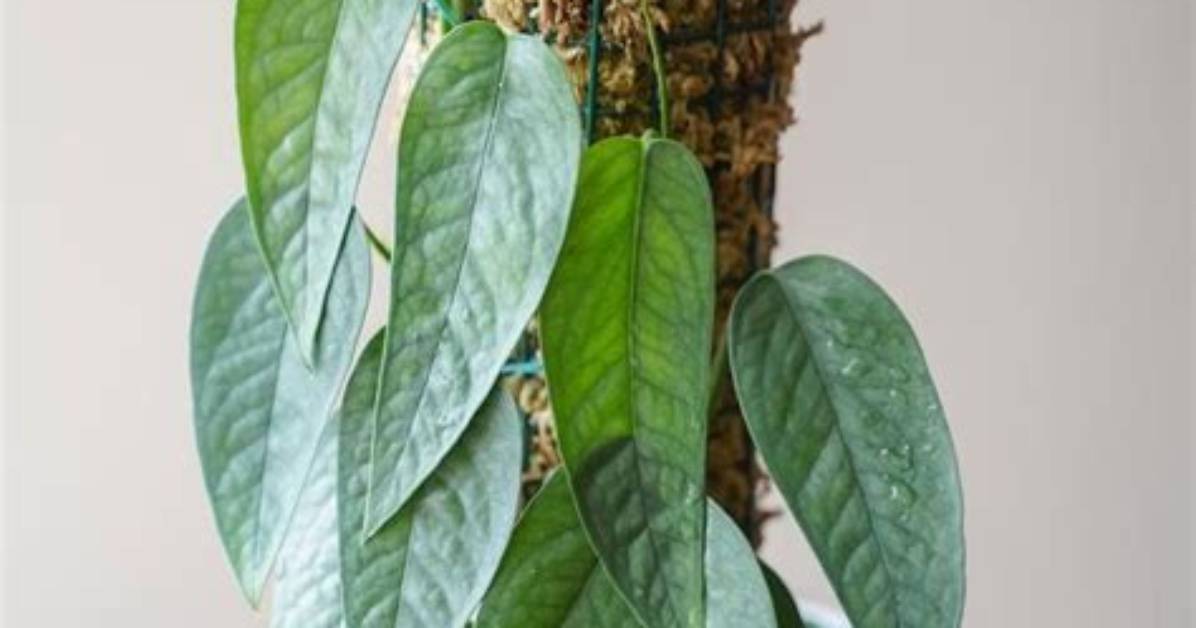 Which Pothos Are Rare?