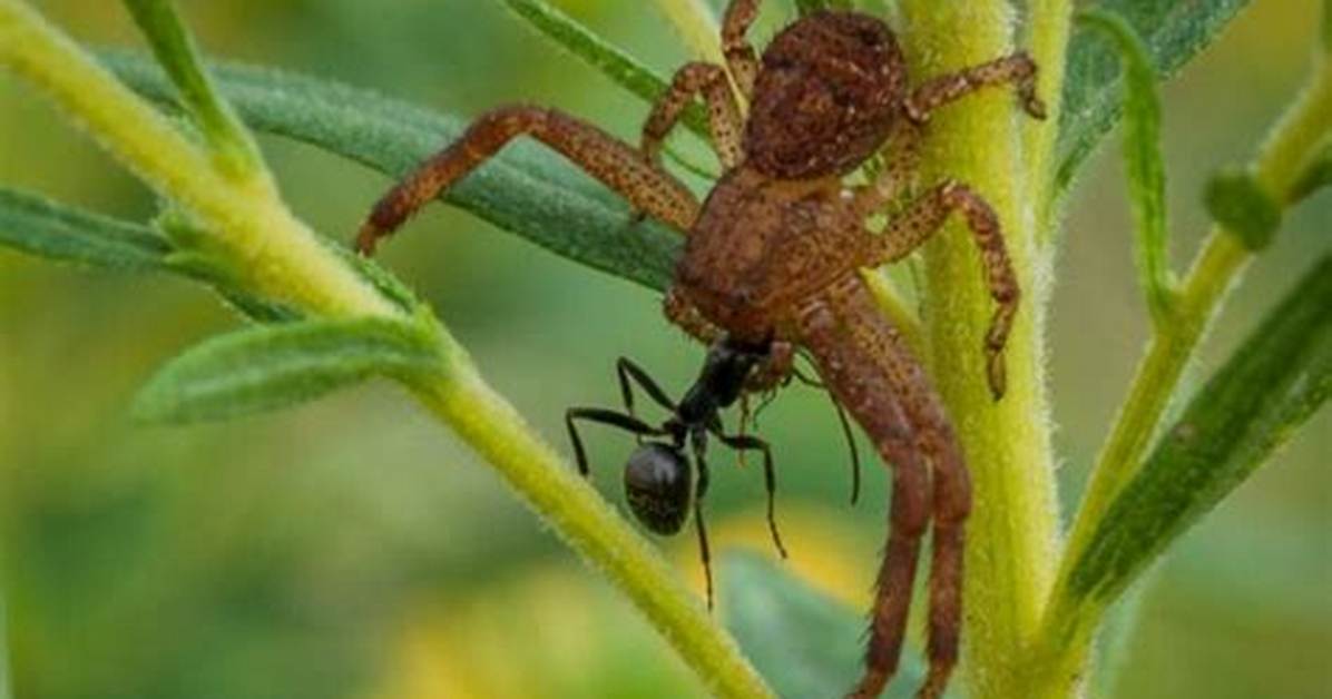 Which Predators Eat Ants?