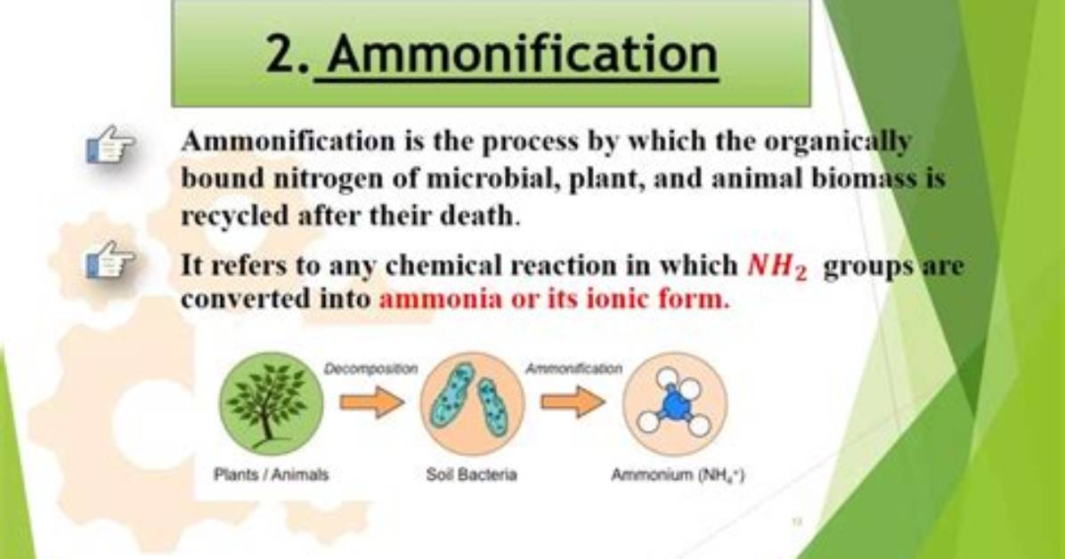 Which Process Describes Ammonification?