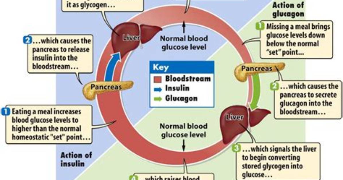 Which Process Will Increase Plasma Glucose Concentration