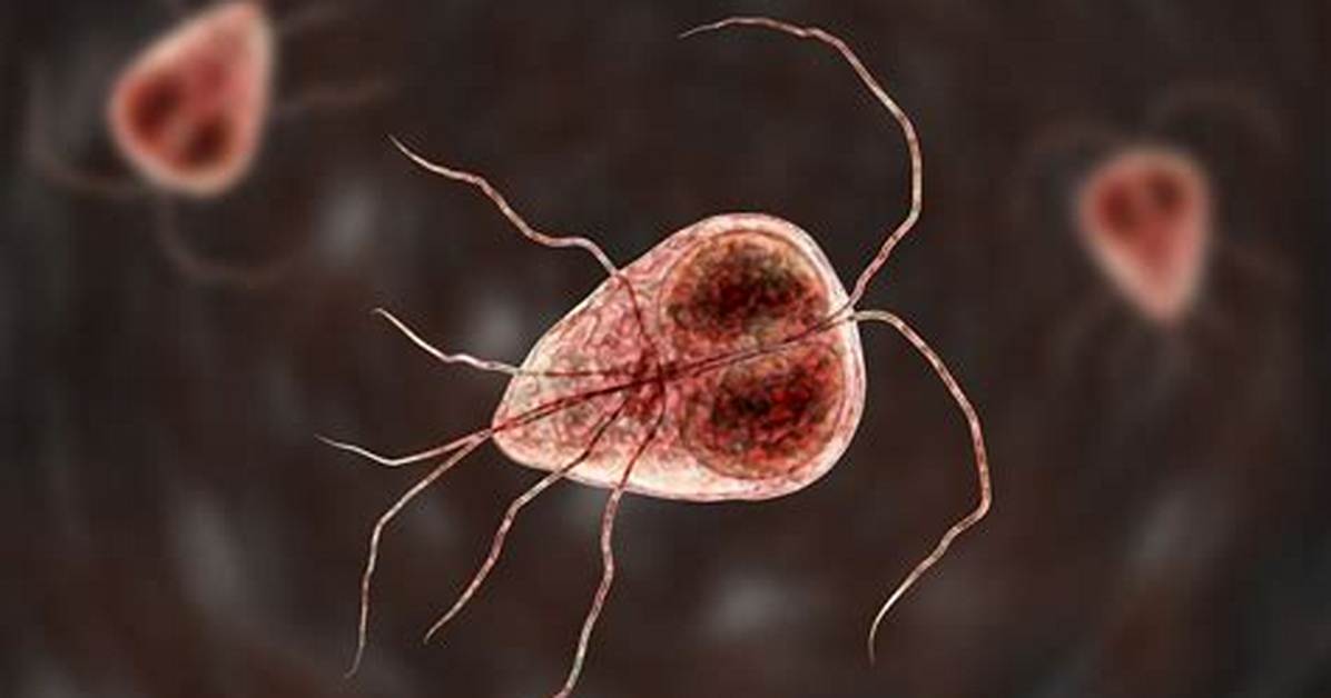 Which Protist Causes Giardiasis?