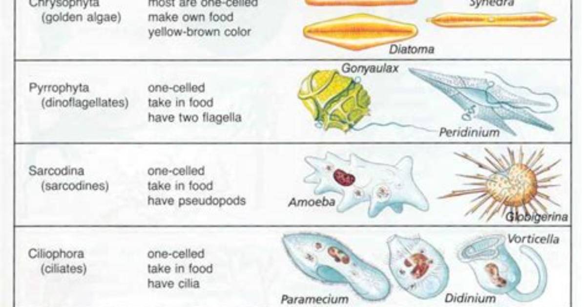 Which Protists Are Producers?