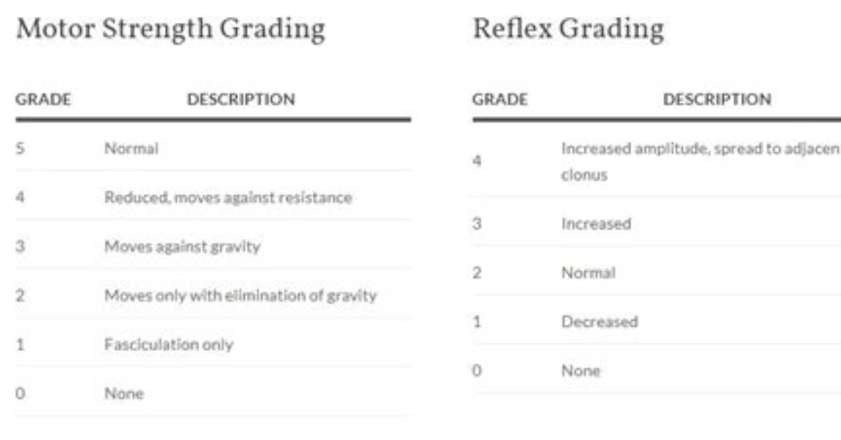 Which Reflex Grading Is Considered Average Normal?