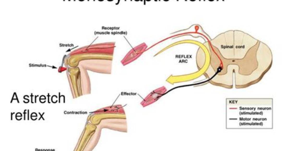 Which Reflex Is Monosynaptic?