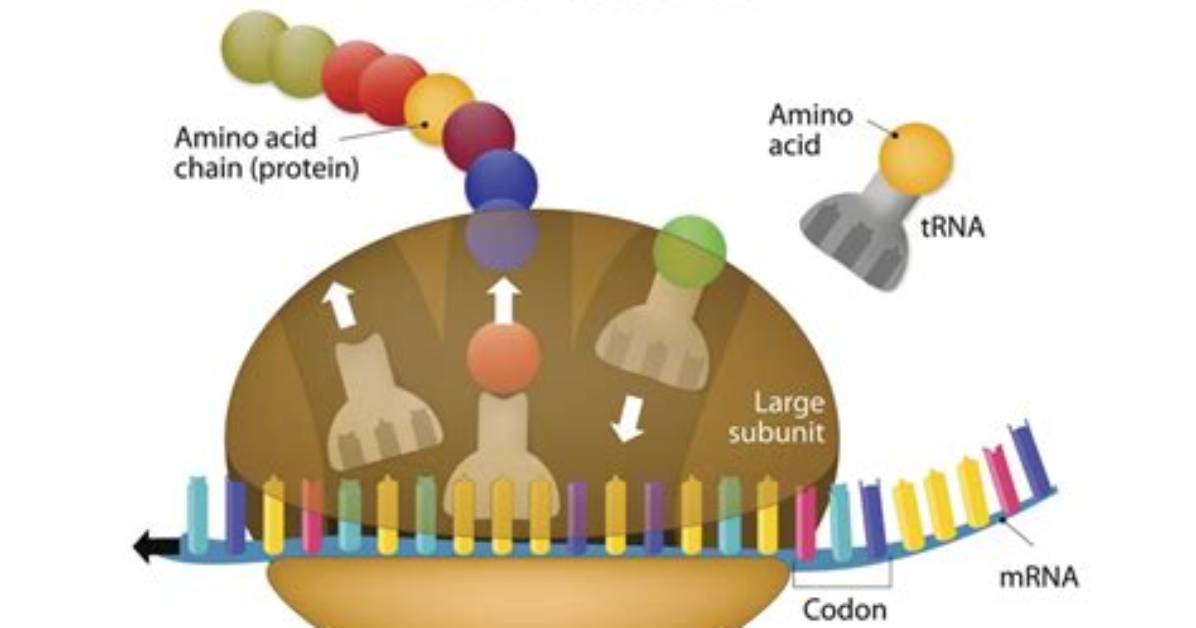 Which Ribosomes Make Proteins?