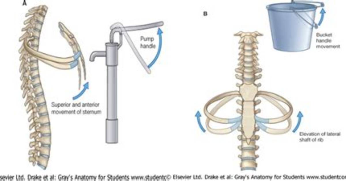 Which Ribs Are Pump Handle