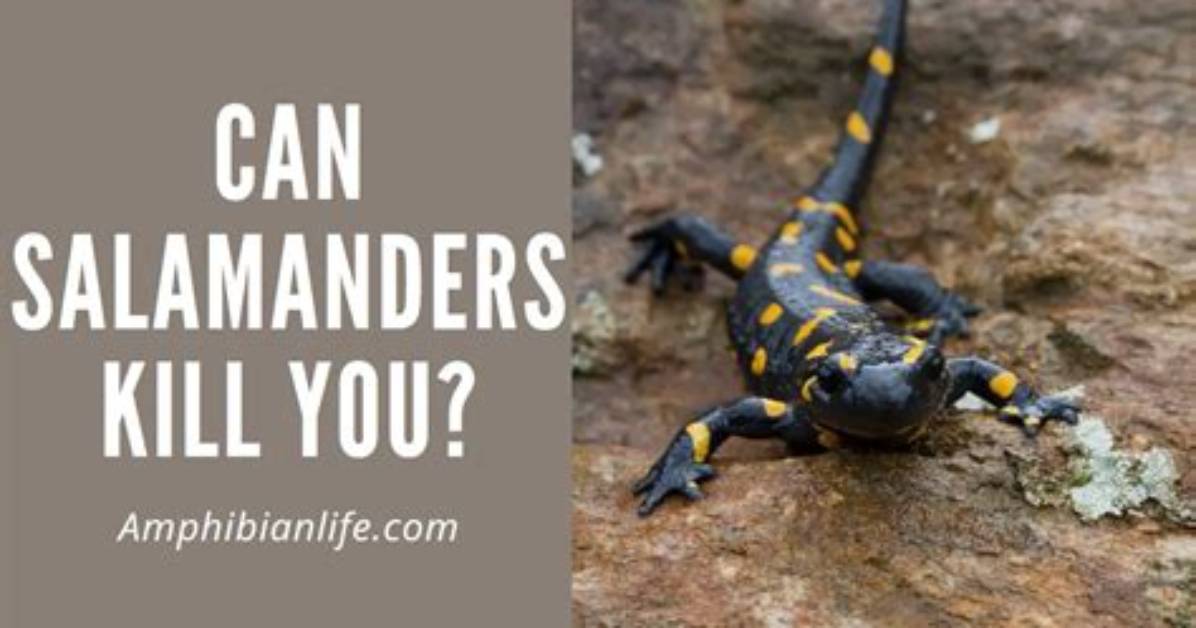 Which Salamanders Are Poisonous?