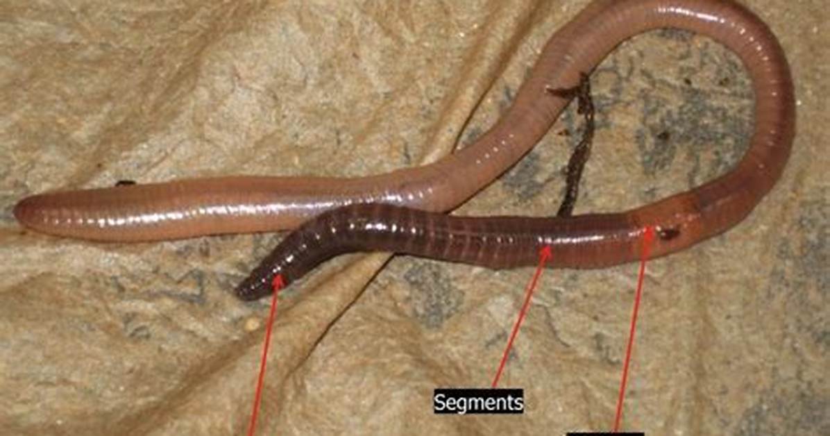 Which Segment Has Setae Present in Earthworm?