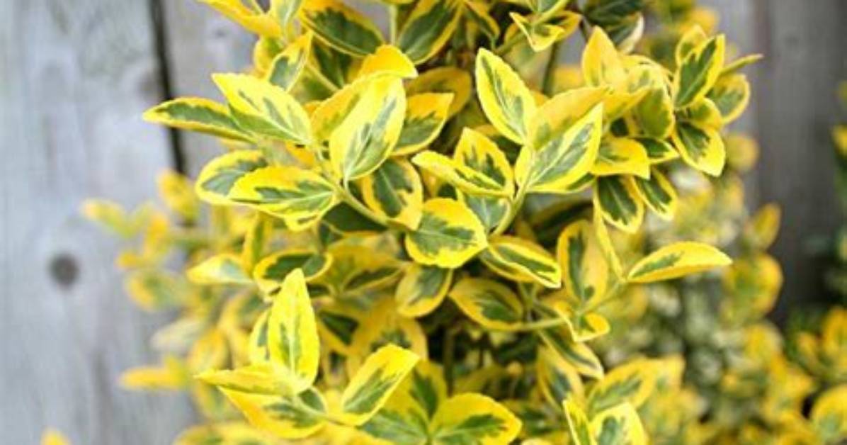 Which Shrub Grows in Shade?