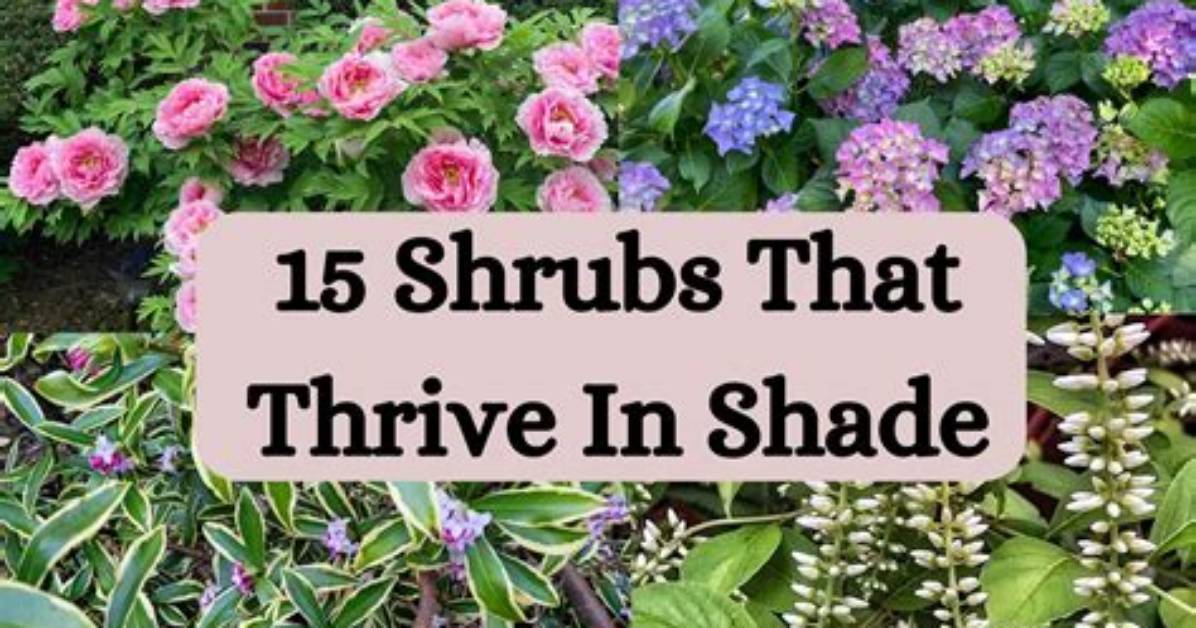 Which Shrubs Do Well in Shade?