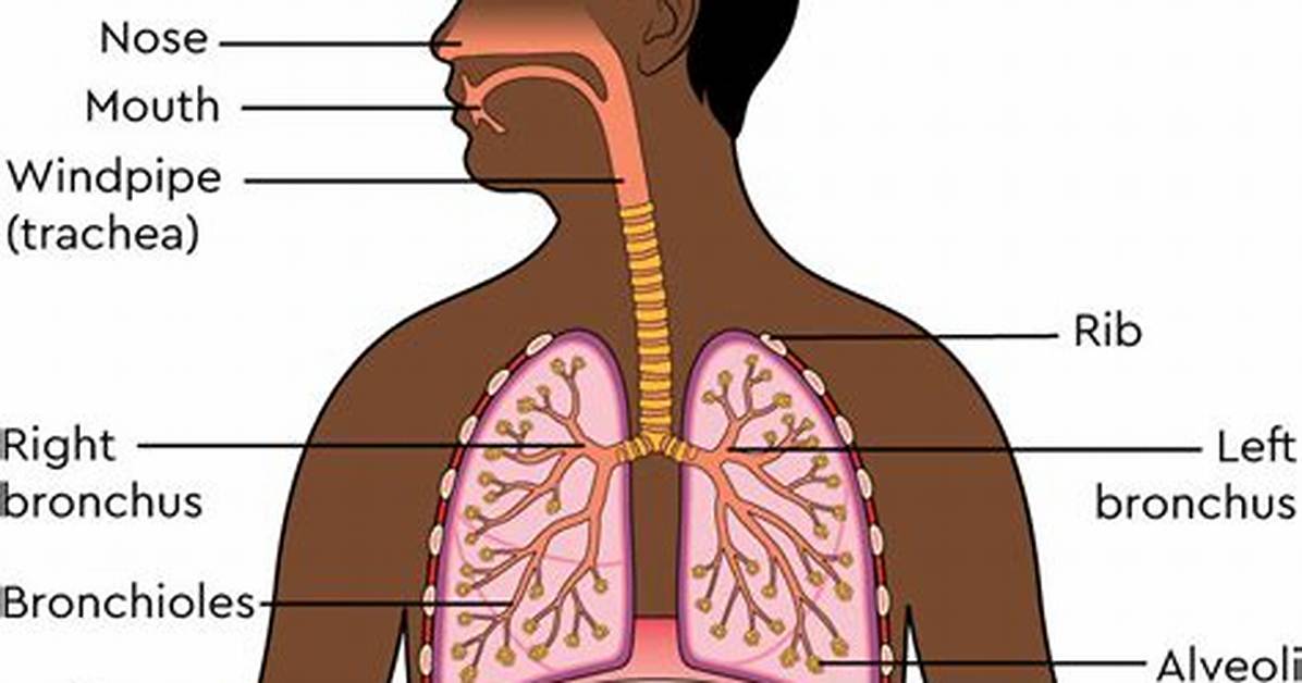 Which Side Is Windpipe?