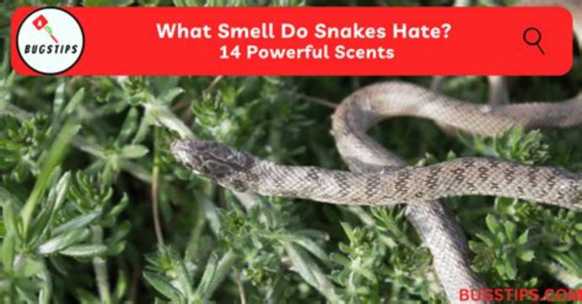 Which Smell Snakes Hate?