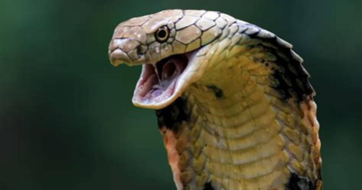 Which Snake Can Kill King Cobra?