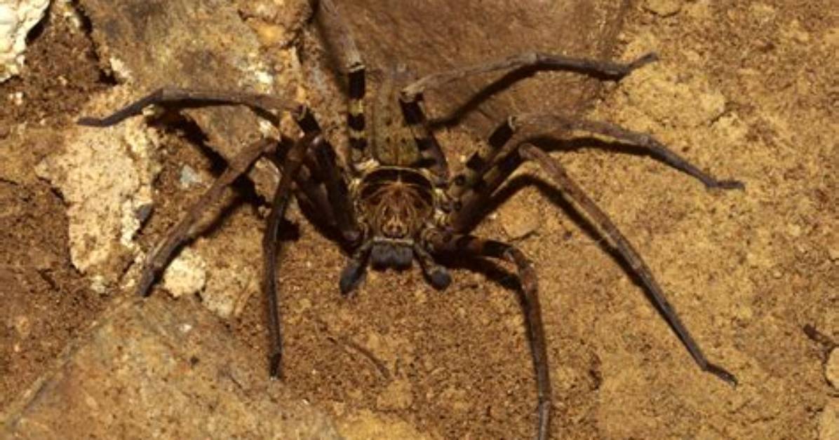 Which Spider Is the Biggest
