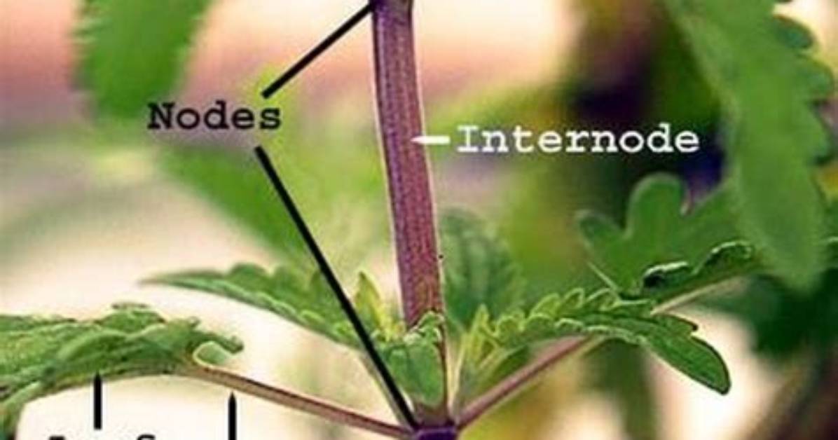 Which Stem Has Nodes and Internodes?