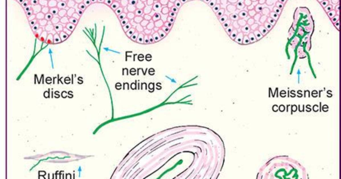 Which Stimulus Activates Ruffini Corpuscles in the Skin?