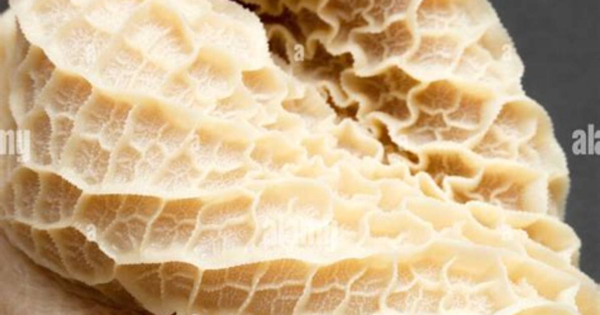 Which Stomach Is Tripe?