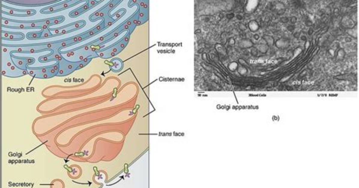 Which Structure Packages Materials into Vesicles