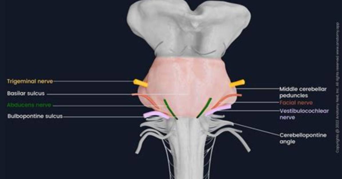 Which Sulcus Separates the Pons from the Midbrain