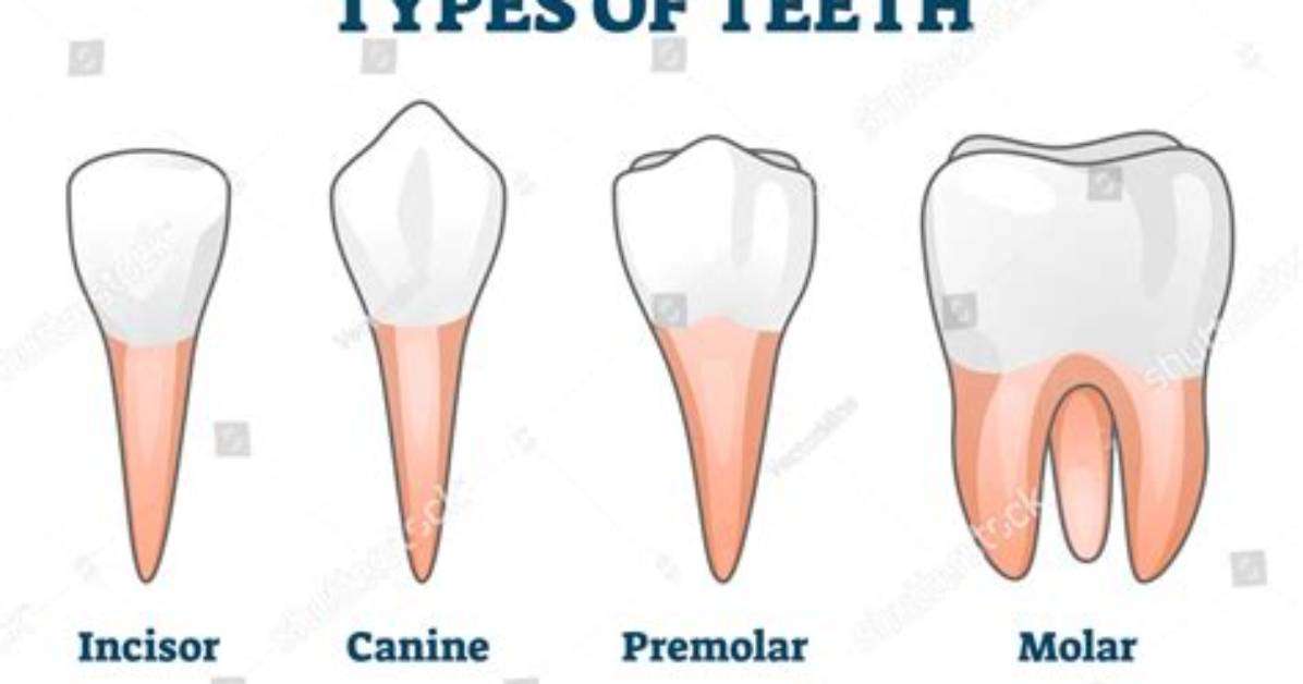Which Teeth Are Canine?