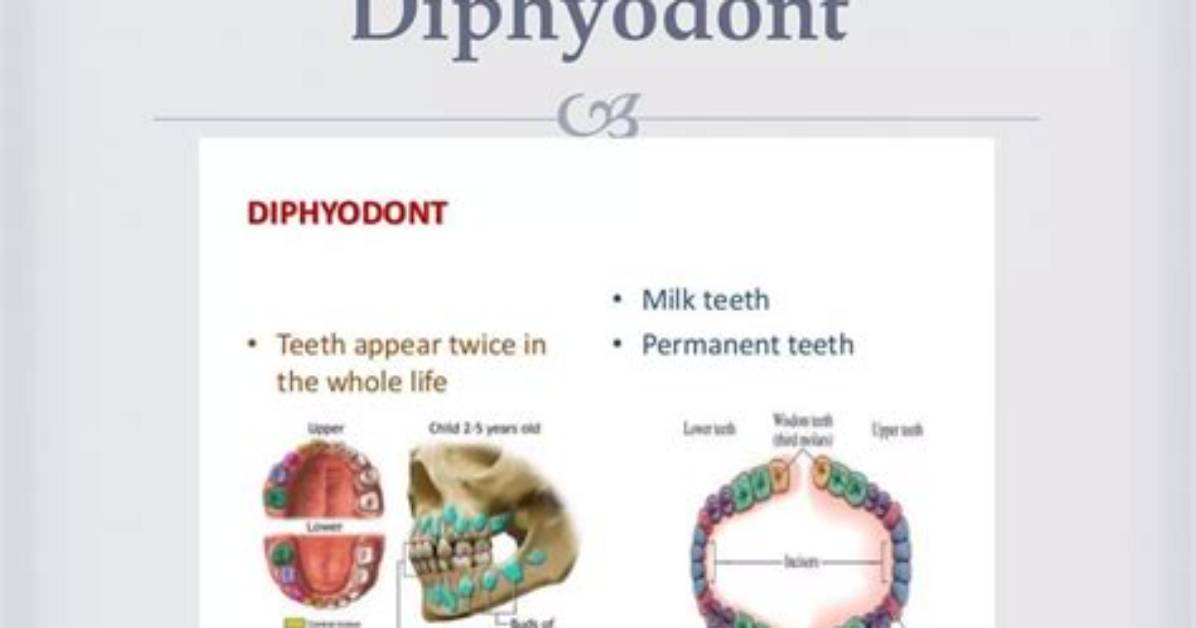 Which Teeth Are Diphyodont?