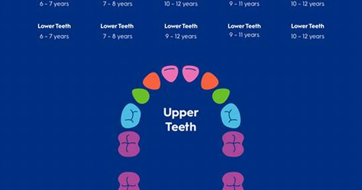 Which Teeth Fall out First?
