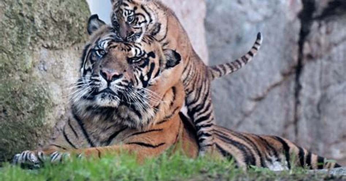 Which Tigers Are Critically Endangered?