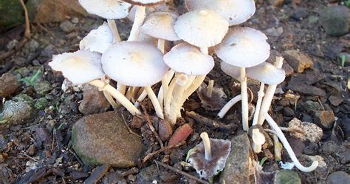 Which Toadstools Are Poisonous?