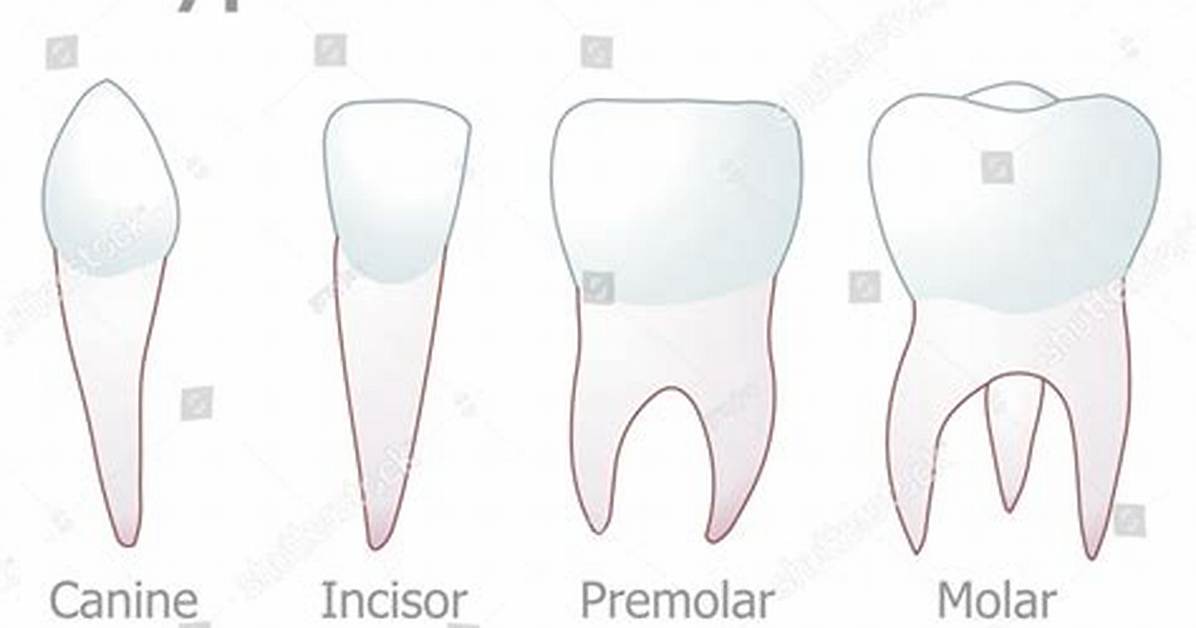 Which Tooth Is Chisel Shaped?